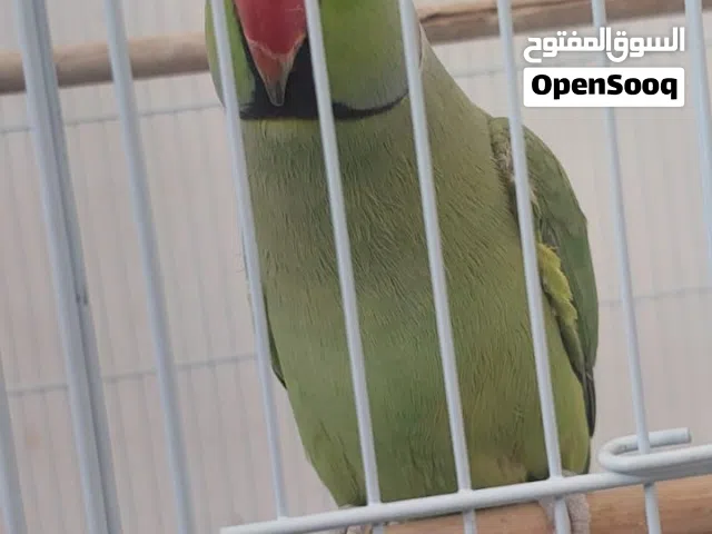 دره شبه أليف للبيع