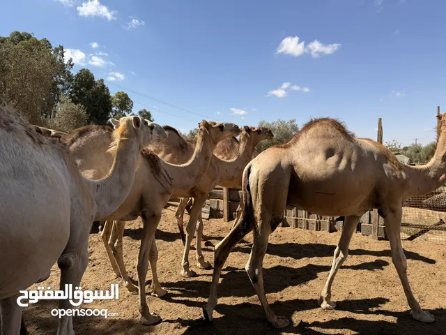 قعدان ماشاء الله عز دبح 3شهور علي حوض نظافه وسمن وصغيرات في السن
