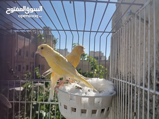 كناري  نشالله