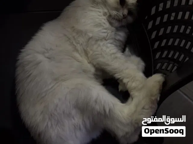 قطه شيرازيه مكس هملايا للبيع