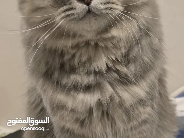 قط ذكر معقم مطعم معاه كل اغراضه واكله ورملته نوعه سكوتش عمره سنه ونص