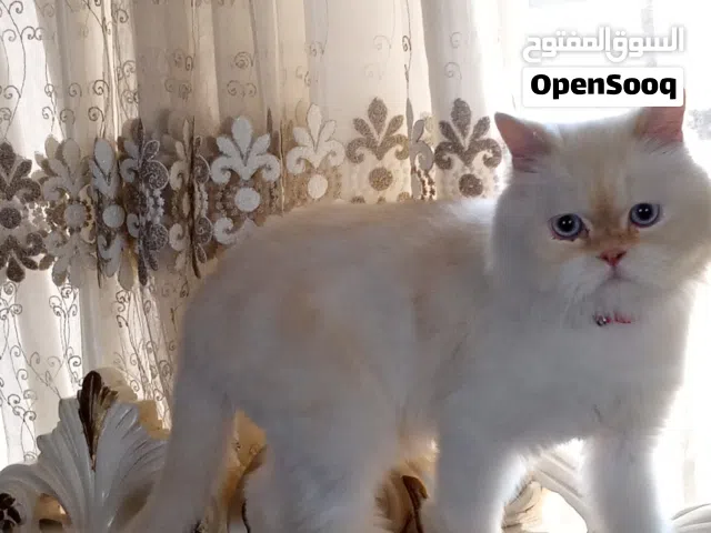 هملايا للبيع