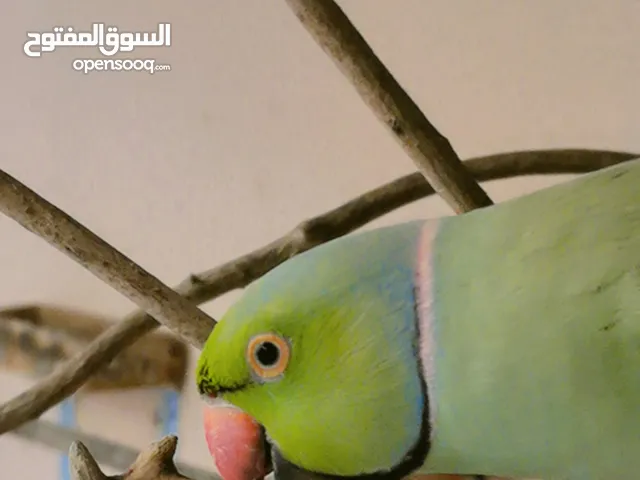 ببغاء (الدرة الهندي) اللون الأخضر للبيع .