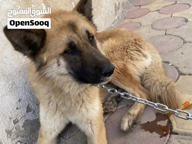 كلب عوذه السعر 35 الف يمني