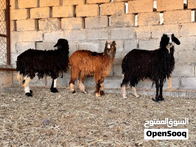 حلال للبيع