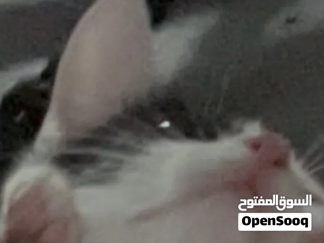 قطه لتبني مجانافي حال تريد تبني القطه ومعها القفص يكون الفقص 90 كيس اكل القطط 20  قفص مع كيس اكل 110
