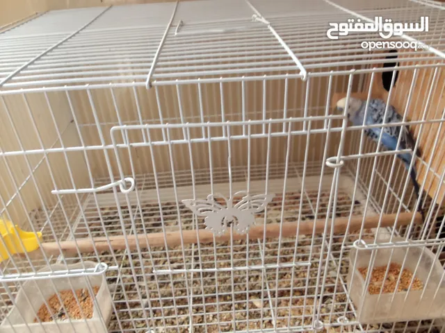 ذكر طيور الحب العمر سنه ونص ب 50