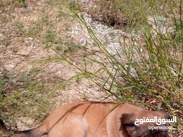 جراء مالينوار بحاجة لرفيق محب (للبيع) (المهدية) - تونس