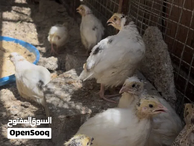 سمان تكساس سمان الايطالي