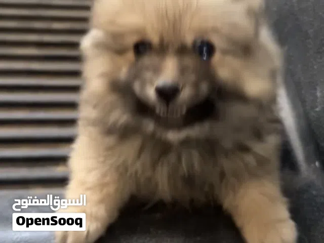 بوميريان  ذكر   للبيع و قابل للتفاوض