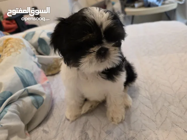 Shih tzu Puppy (Female)
