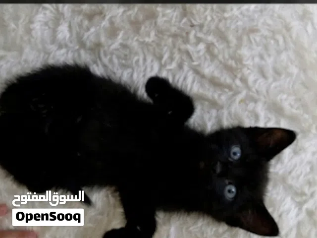 kitty 0months