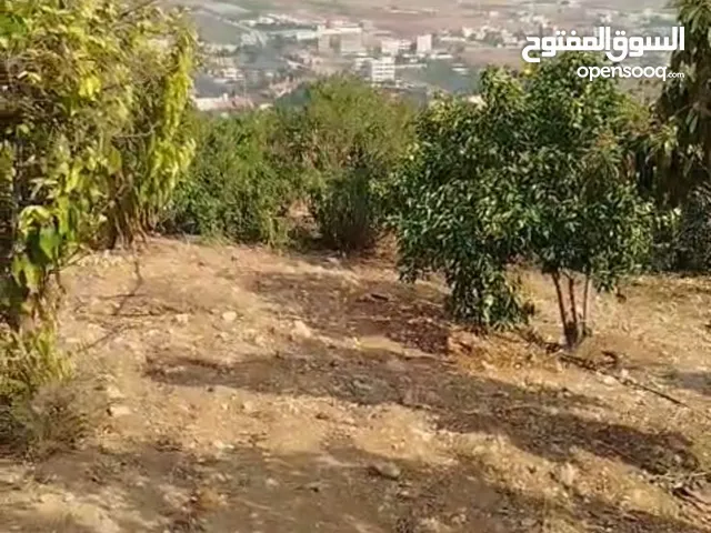 Farm Land for Sale in Nablus Al Nassariya