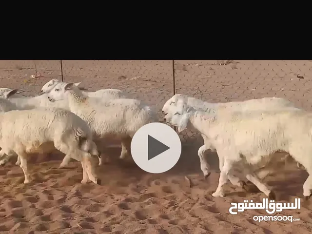 اغنام اضاحي حرية فاخرة