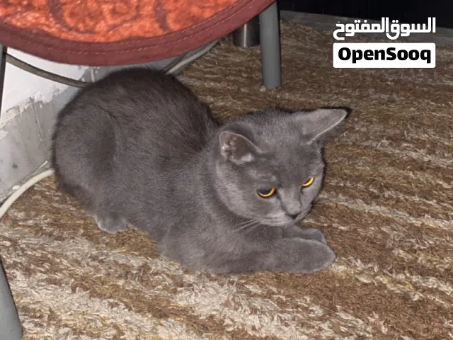 قطة برتيش عمر سبع اشهر