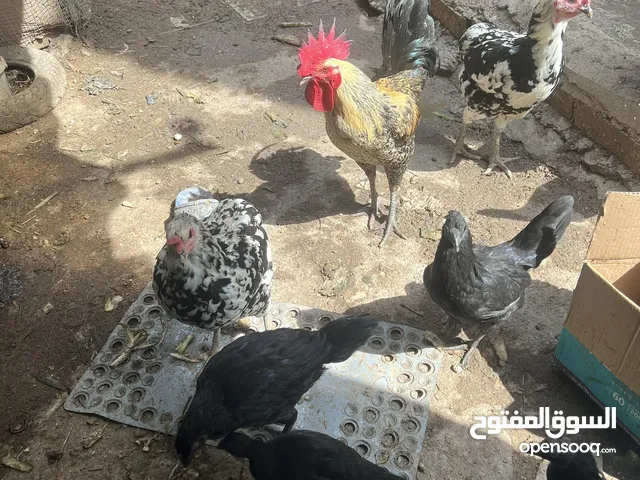 دجاج نبركيني+حباحب+باطوني