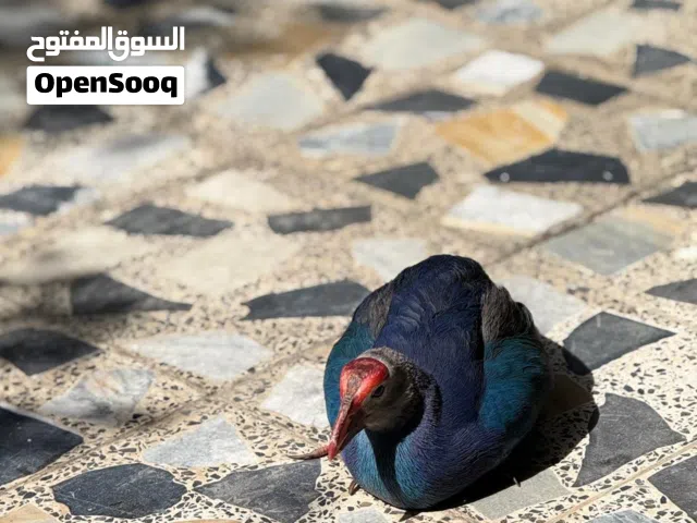 طيور زوج برهان