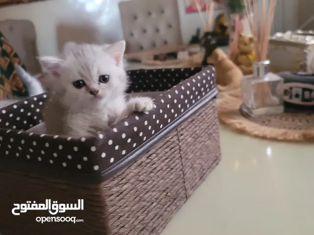 متاح قطط سكوتش ستريت عدد ثلاثة صحه عمر 47 يوم