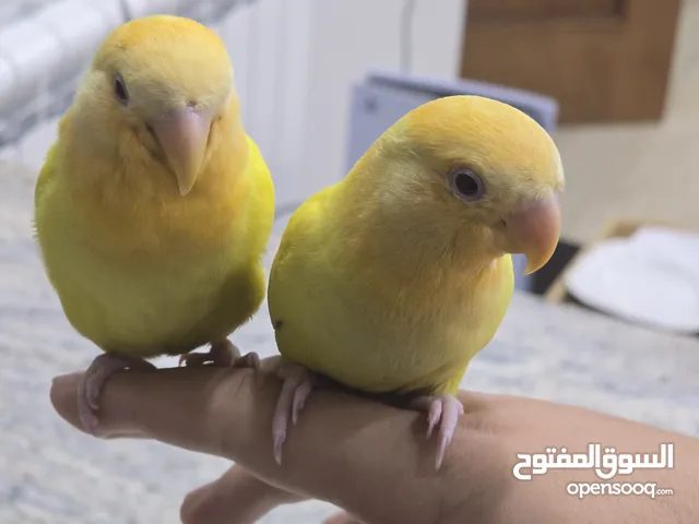 زوز طيور روز