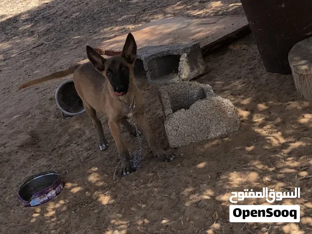 نتايه ملينوا عمرها تلاته شهور