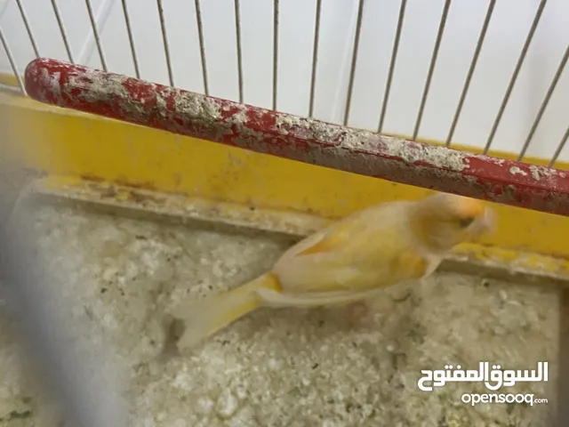 طيور - كناري