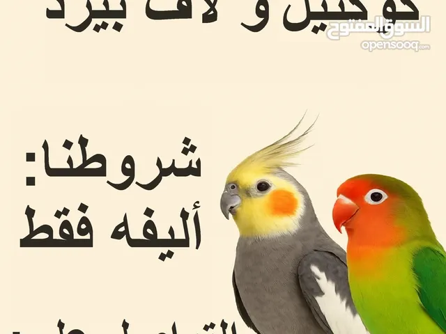 مطلوب طيور لاف بيرد و الكوكتيل الألفية فقط