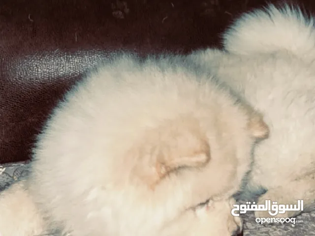 Dog chow chow