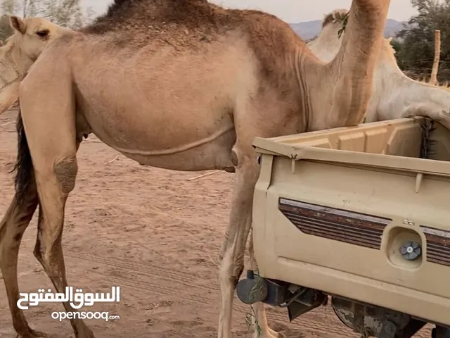 الإبل للبيع
