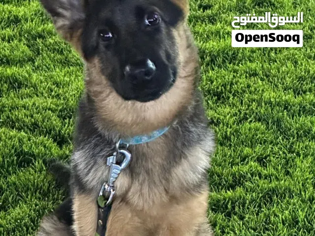 ذكر جيرمن شو لاين