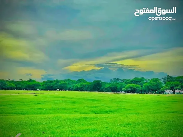 الهادي علي مختار خليفه