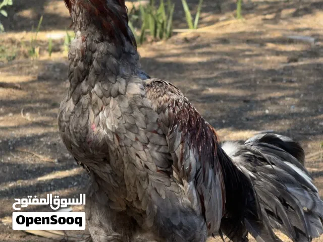 طير تاي مستورد