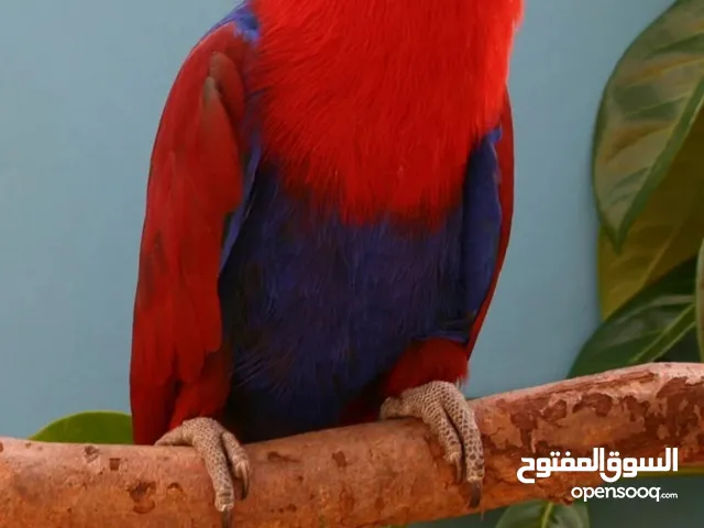مطلوب انثى اكلكتوس