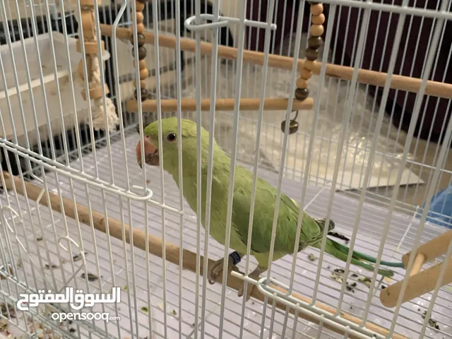 دره لبيع السعر قابل ل التفاوض