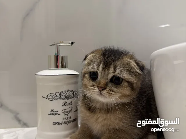قطط سكوتش تربل و دبل فولد للبيع