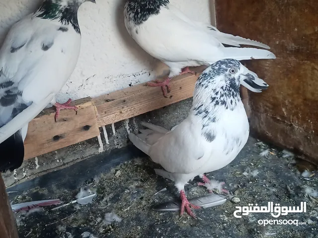 Pigeons Sale