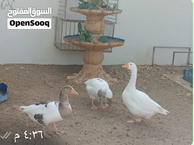 وز جميل ومنتج للبيع