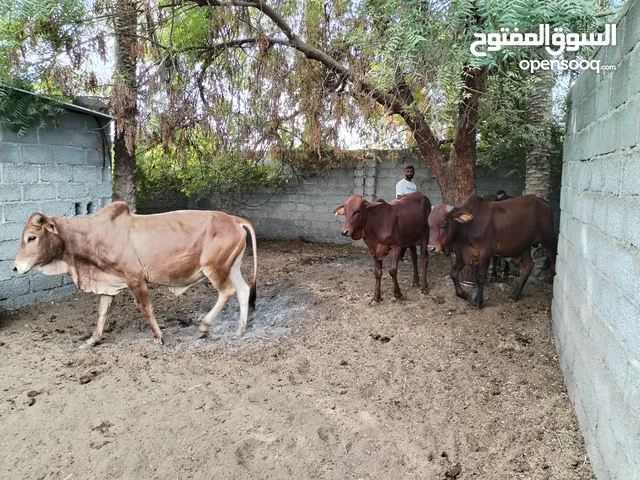 مجموعة أبقار و ثيران و أغنام للبيع المفرد
