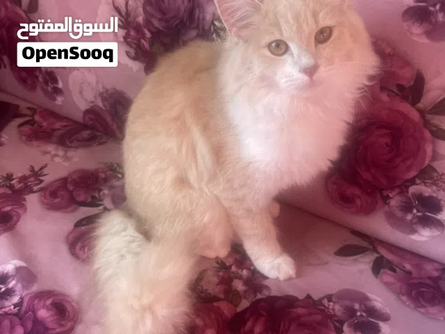 قط للبيع بتحب لعب