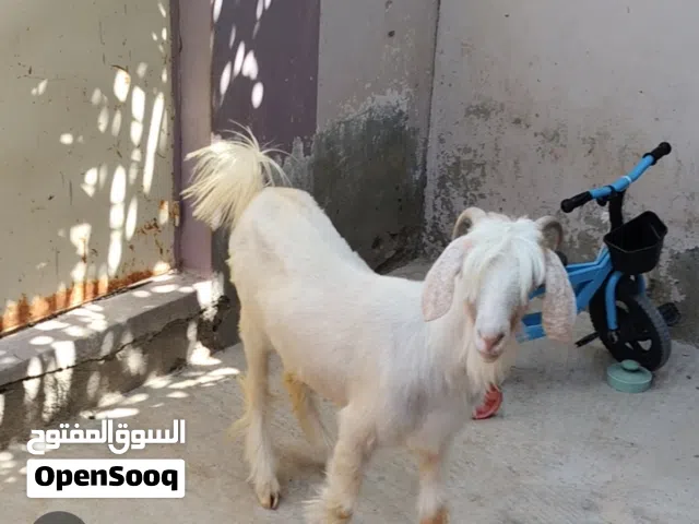 للبيع صخله من حلال الرحوب