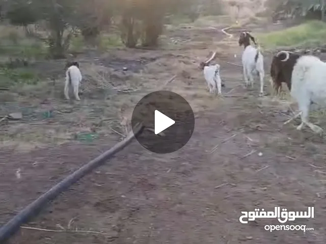 ماعز بورقت للبيع