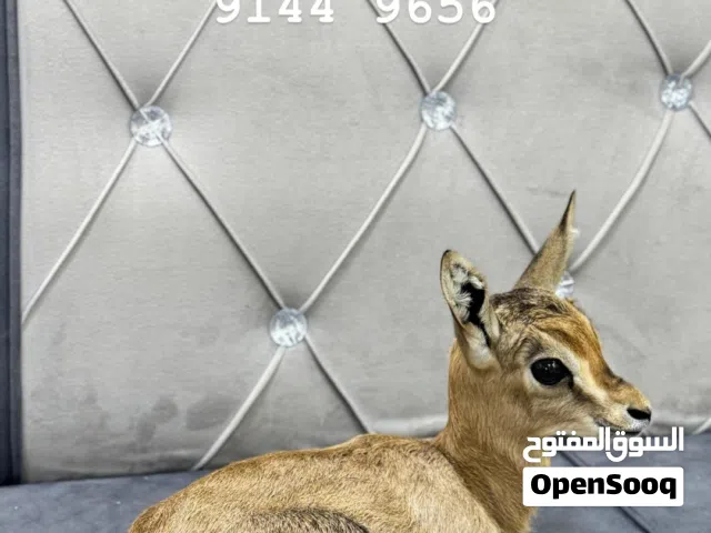 غزال الدماني للبيع العمر 8 ايام
