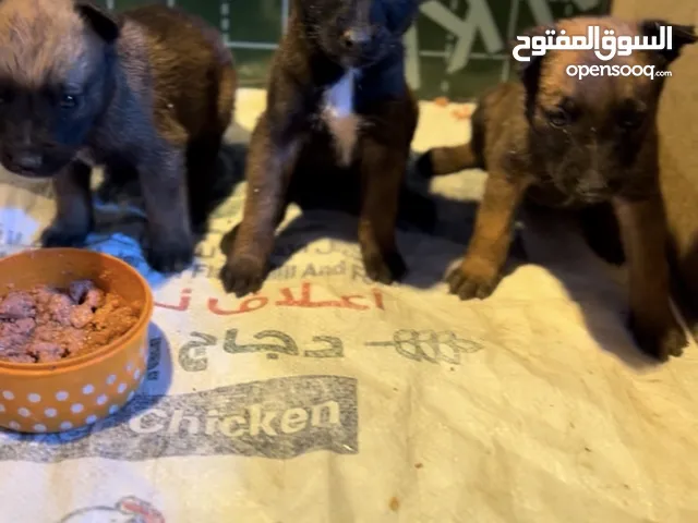 جراو مالينوا درجه العمره 45 يوم