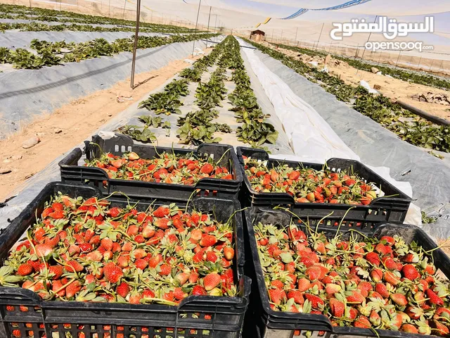 فروله عال العال