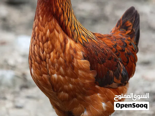 مطلوب  طائر سمان او دجاج