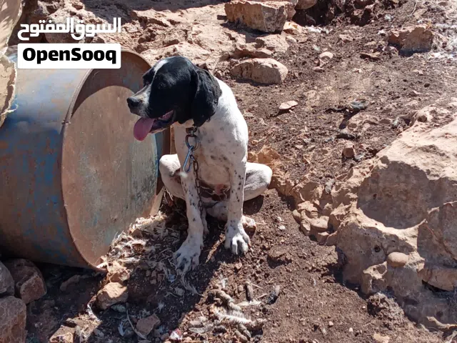 جرو صيد عمره ثلاث شهور غير مدرب    ملاحظه التواصل عن طريق الواتس لانة خط مفصول