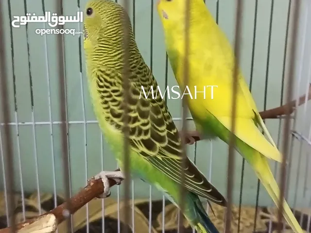 عصافير بادجي استرالي