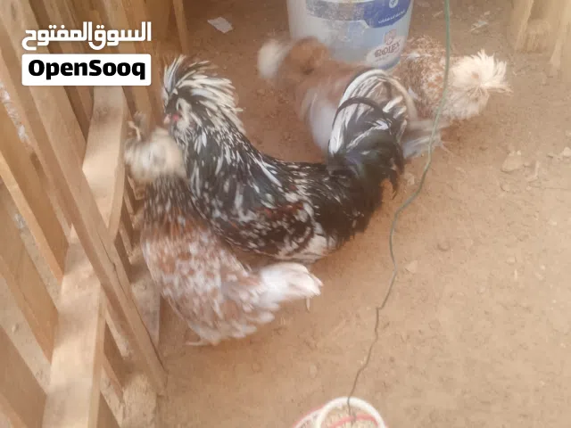 دجاج بانكس للبيع