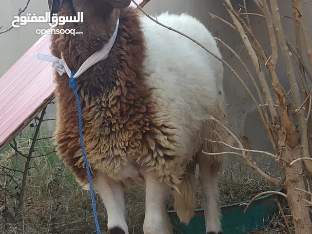 مش مبدل الله يبارك غلظ سعره 2200 يوجد توصيل