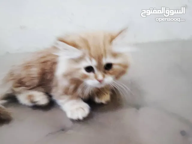 قطط الاب شيرازي والام بريطاني عمرهن 4-5 شهور بسعر 50 الف وقابل التفاوض ب المعقول