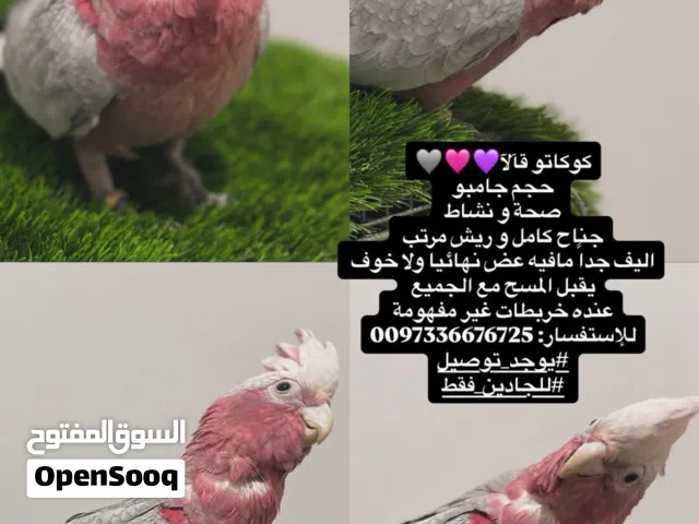 كوكاتو قالا